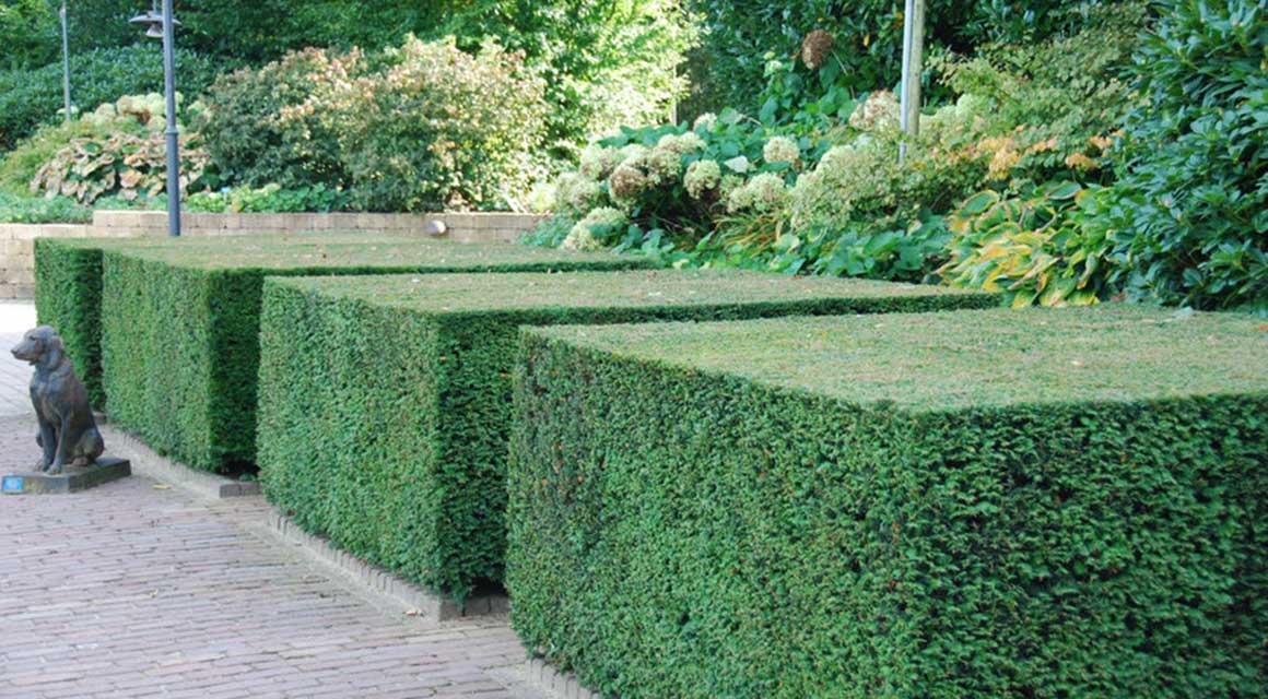 Koniferen und Taxus empfindlich gegenüber Trockenheit