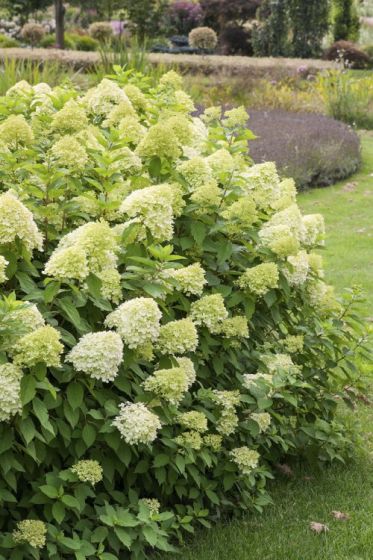 Limelight Hortensie