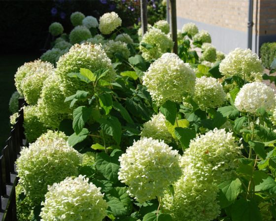 Annabelle Hortensie