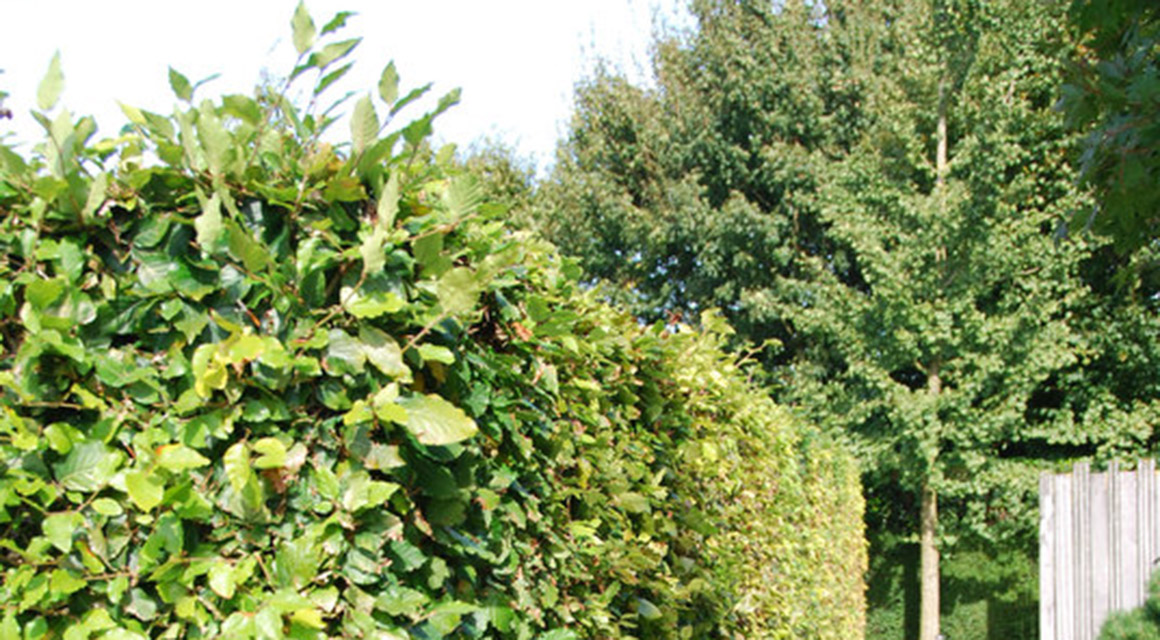 Wie pflanzt man eine Buchen- oder Hainbuchenhecke?