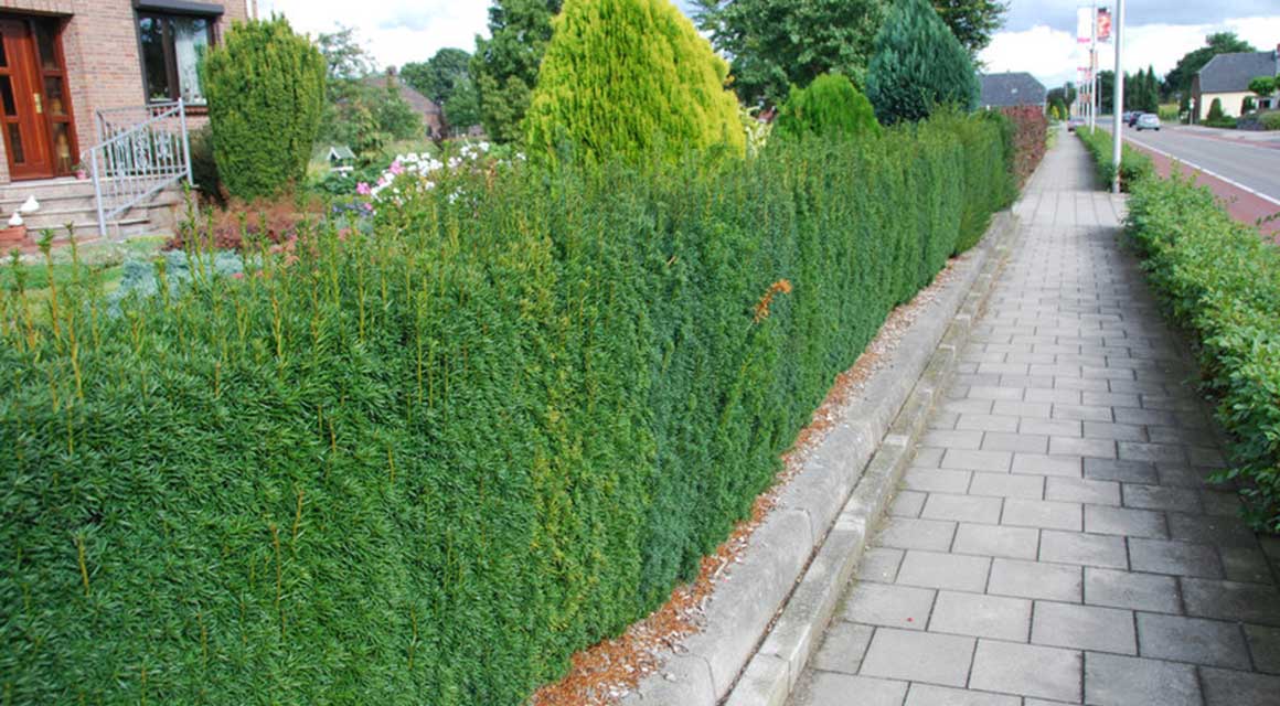 Taxus Extra Dünger