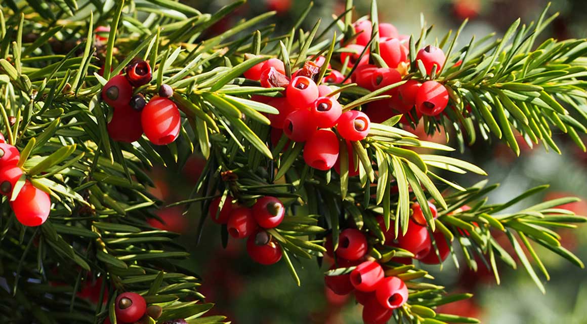 Taxus-Hecke pflanzen