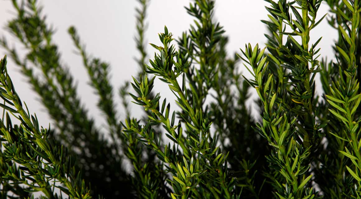 Taxus-Hecke gießen