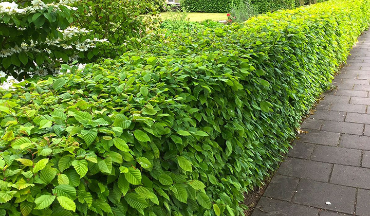Buchenhecke oder Hainbuche