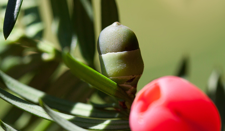 Boden drainieren für Taxus