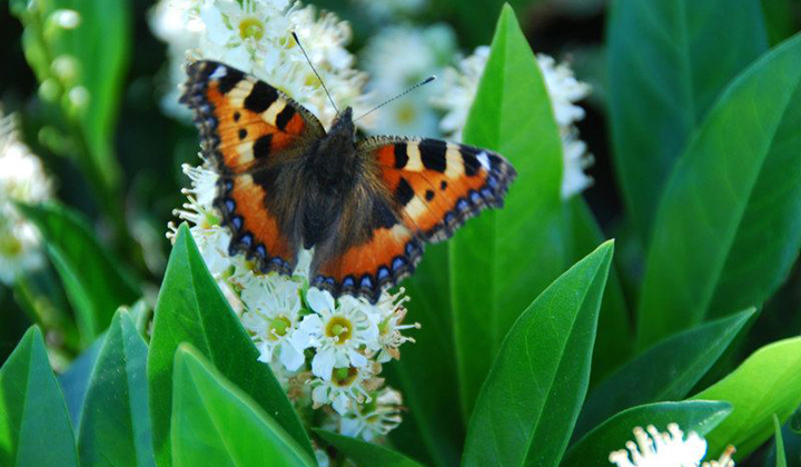 Kirschlorbeerhecke Schmetterling
