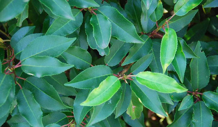 Pflege Portugiesischer Lorbeer