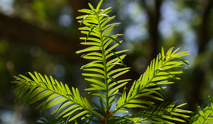 Taxus düngen