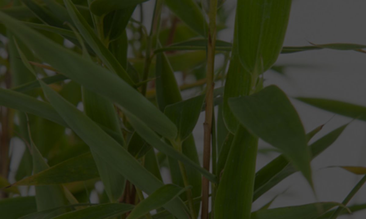 Gartenguide Bambus