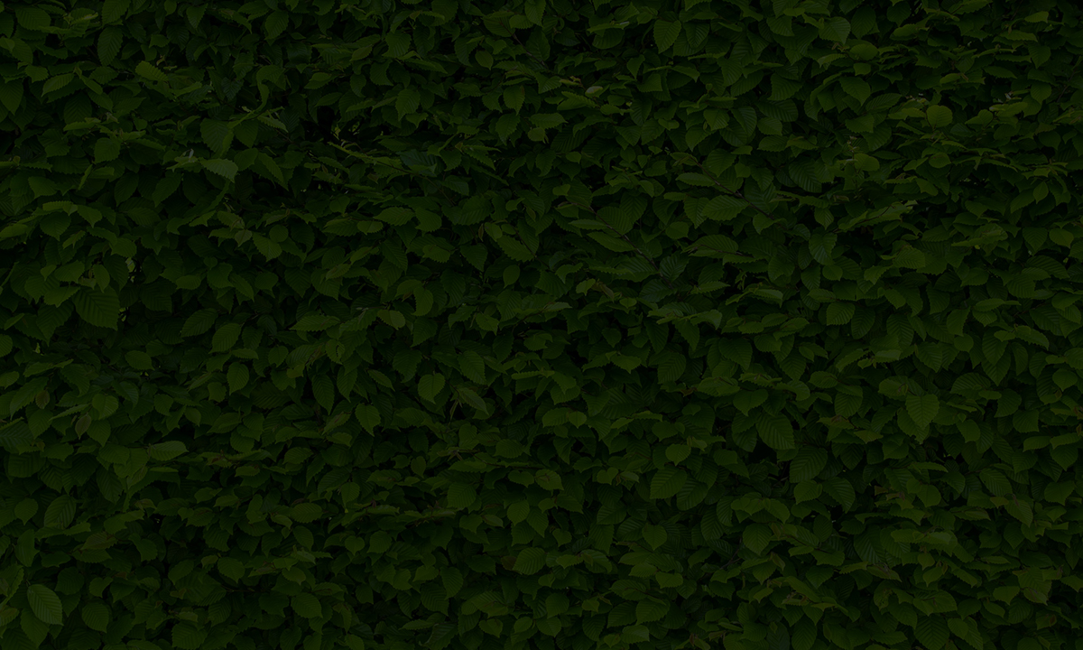 Gartenguide Rotbuche