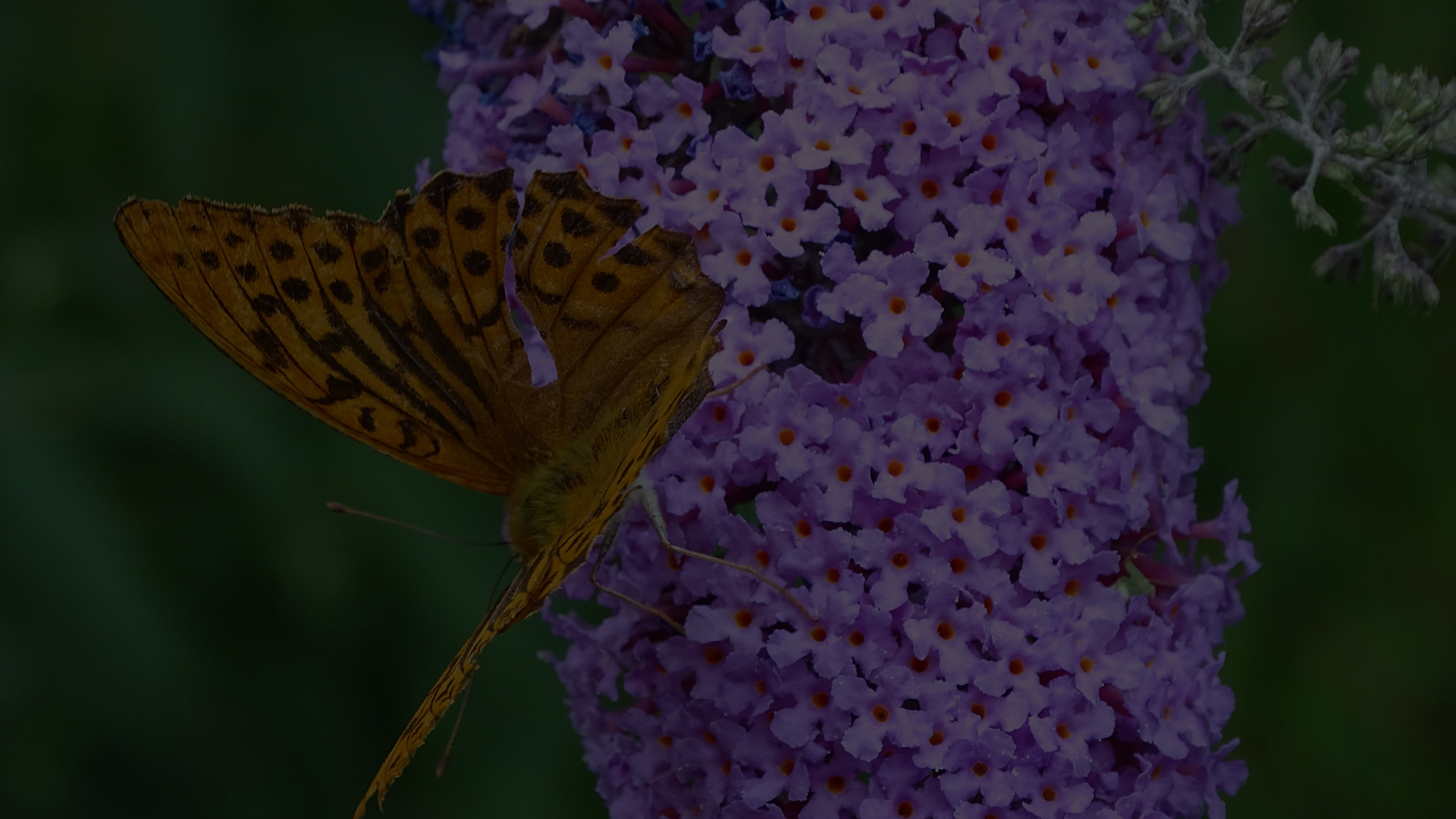 Gartenguide blühende Heckenpflanzen