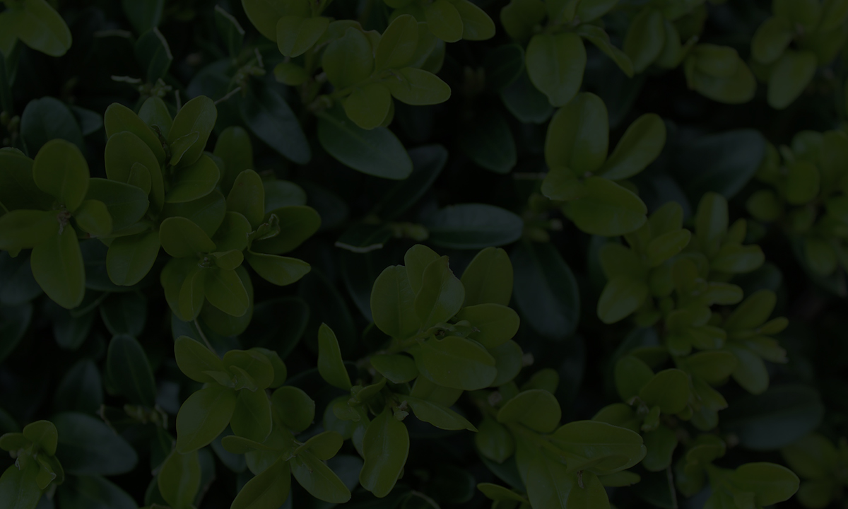 Gartenguide Buchs