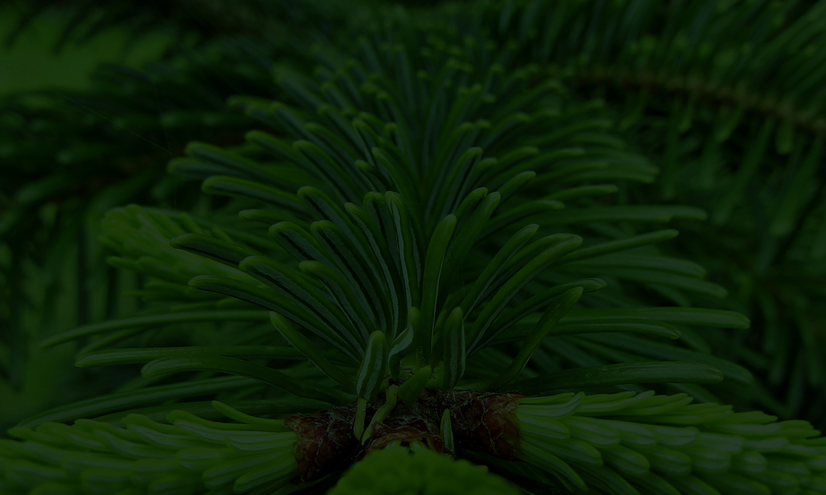 Gartenguide Koniferen