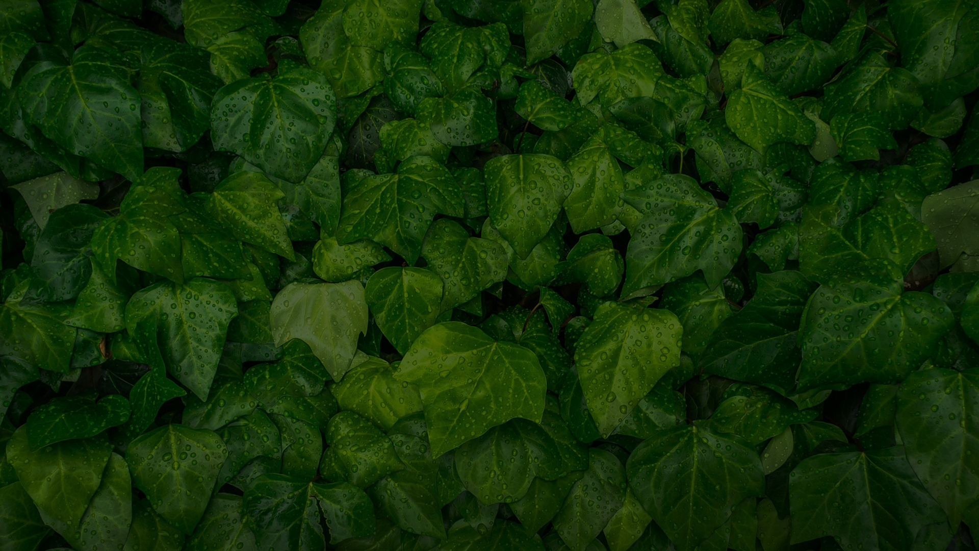 Gartenguide Kletterpflanzen