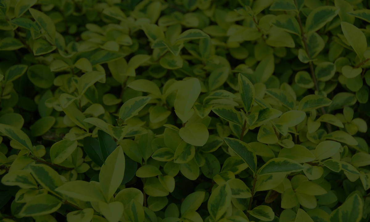 Gartenguide Liguster