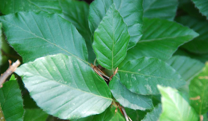 Gartenratgeber über die Buchenhecke