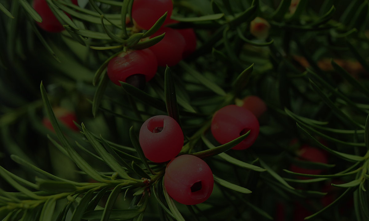 Gartenguide Eibe