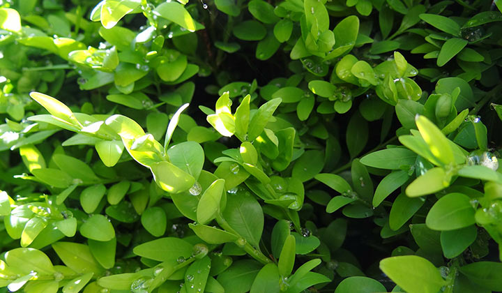 Vorteile einer Buchsbaumhecke