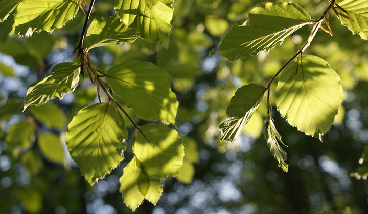 Welche Buchenhecke wählen Sie